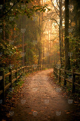 Woodland Golden Path Backdrop